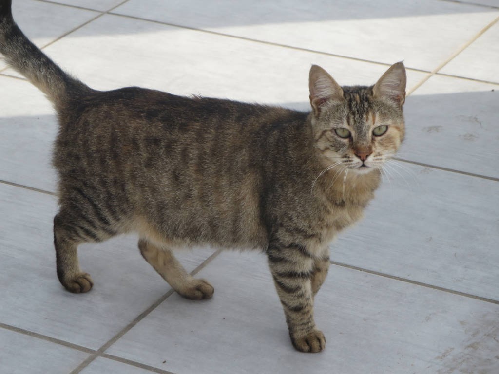Kıbrıs Kedisi